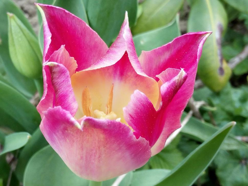 Kvetoucí tulipán na zahradě