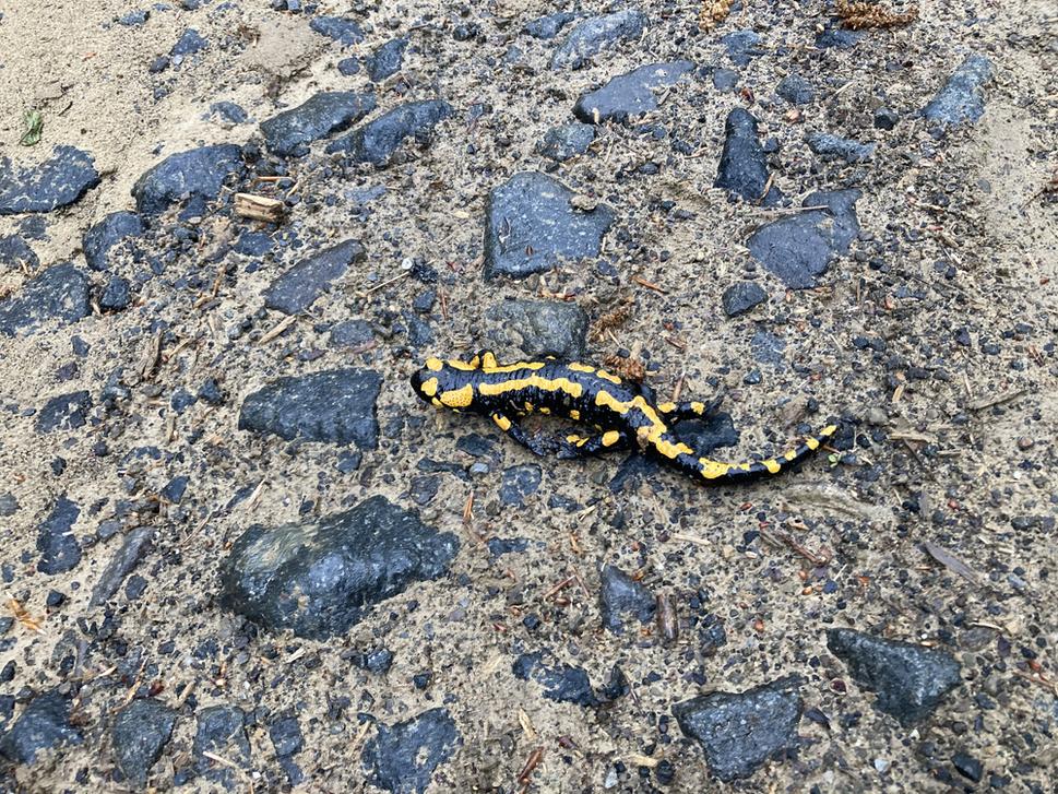 Pani salamandra sa po daždi vybrala na výlet