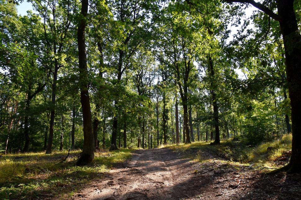lesná cesta