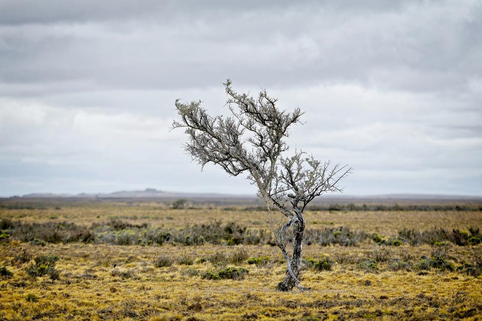 Takto vyzerá argentínska step (estepa). Nedostatok zrážok, premenlivá teplota, vytrvalý vietor. Step je pokrytá ostrou trávou, lišajníkmi, nízkymi kríkmi, sem tam stromček. Štrkový povrch bez humusovej vrstvy. Kto by tu chcel žiť.
