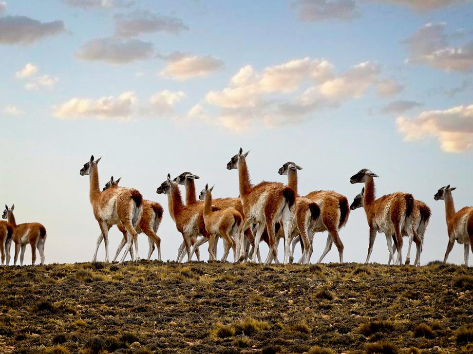 Lama guanaco