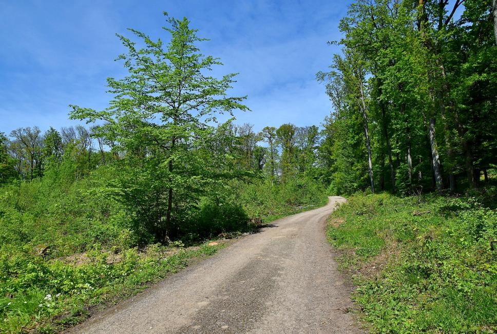lesná cesta