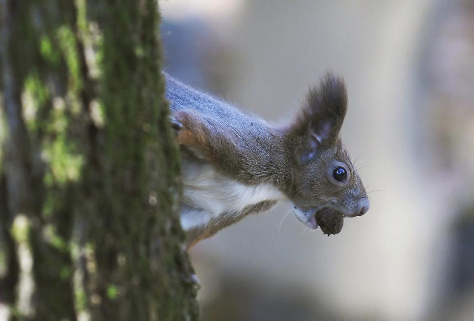 Squirrel captured in the Public Cemetery in Košice.