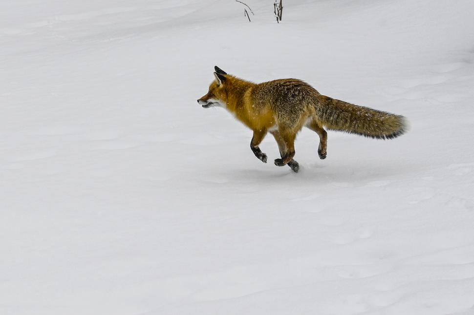 A fox is stable visitor of Rainer's Chalet in the High Tatras
