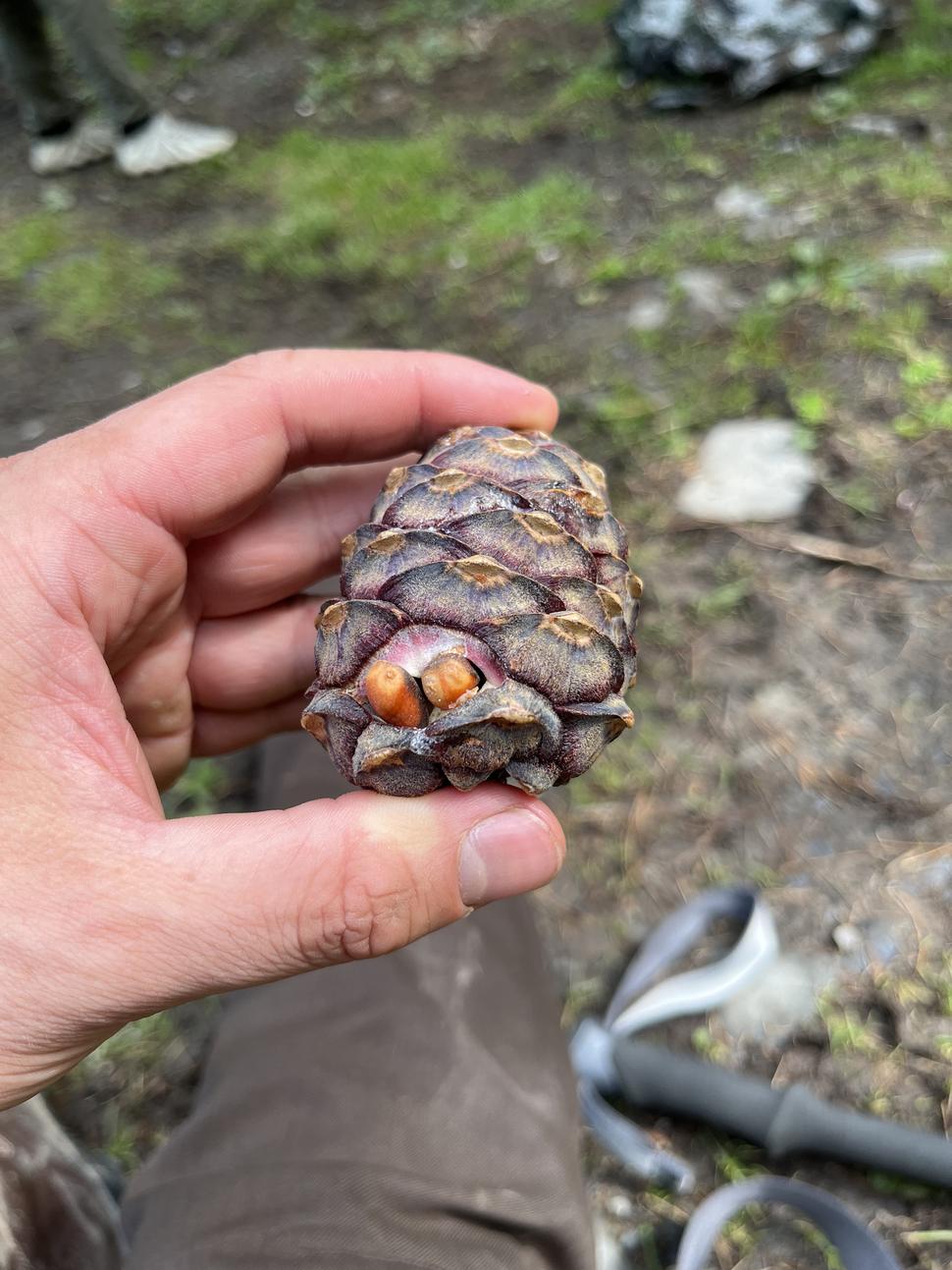 Sibírske lesy sú v lete plné maškŕt -jednou z najznámejších sú cédrové oriešky. Západný Altaj, Kazachstan.