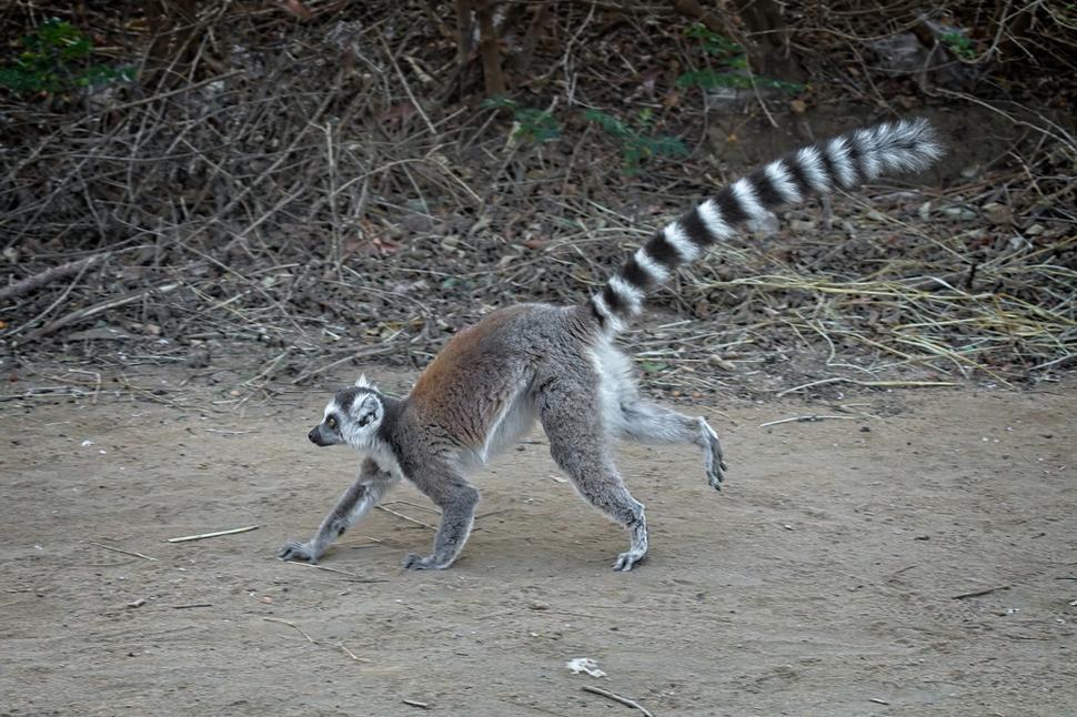 Lemur kata v pokluse.