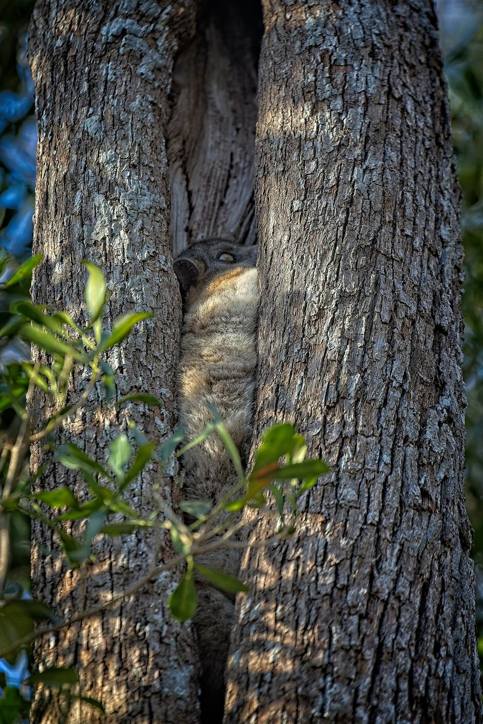Bez sprievodcu by si nikto nevšimol tohto milého Hubbardovho lemura, žijúceho len v Zombitse. Zašitý v dutine stromu vo výške cca 15 m, drieme a čaká kedy sa konečne zotmie, keďže patrí medzi nočné druhy.