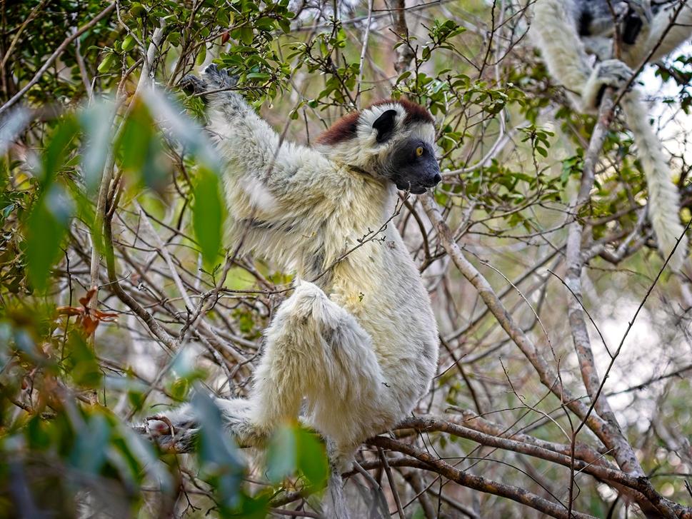 Verreauxov Sifaka je tiež ohrozený druh a takéto blízke stretnutie je pomerne vzácne.
