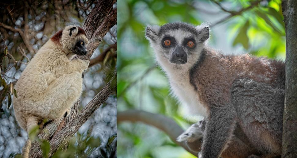 "Tancujúca sifaka" a lemur kata sú už známi obyvatelia v Isale.