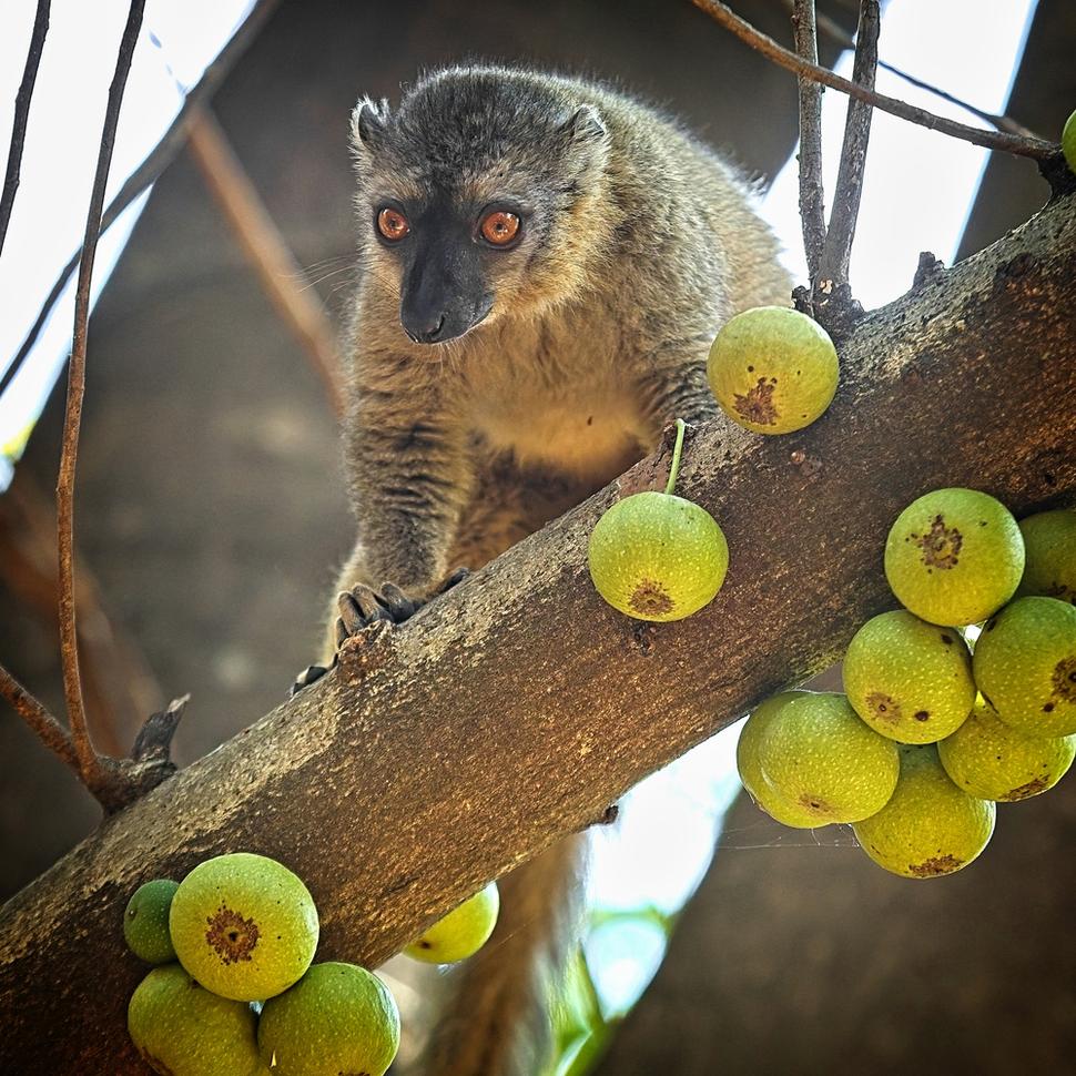 Trojicu dopĺňa lemur rudočelý (červenočelý?), na Madagaskare pomerne rozšírený druh.
Živý sa najmä listami.