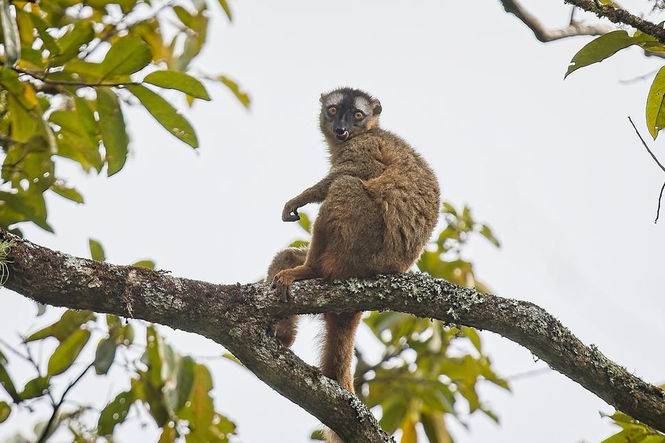Lemur rudočelý.