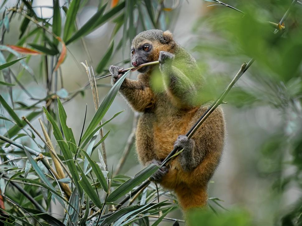 Lemur zlatý si našiel medzi ostatnými druhmi výnimočnú potravinovú niku.