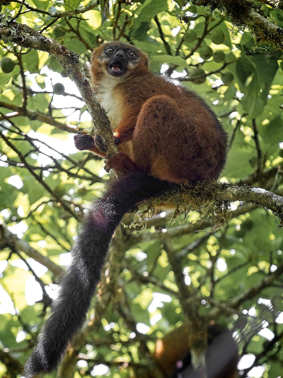 Lemur širokonosý.