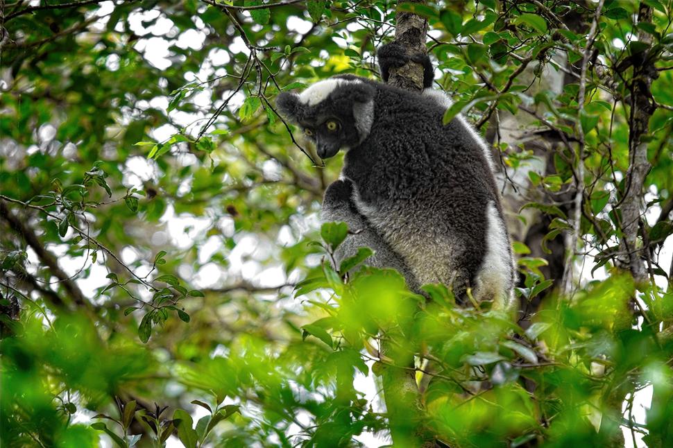 Lemur Indri.
