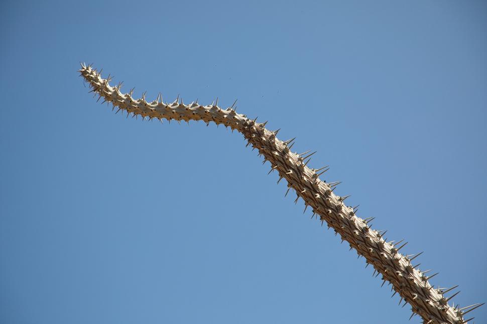 Didierea madagascariensis ("chobotnicový strom") alebo "Sono" po malgašsky, smeruje svoje konáre vždy na juh, odkiaľ prichádza vlhký vzduch. Pomáha tak pri orientácii v teréne.