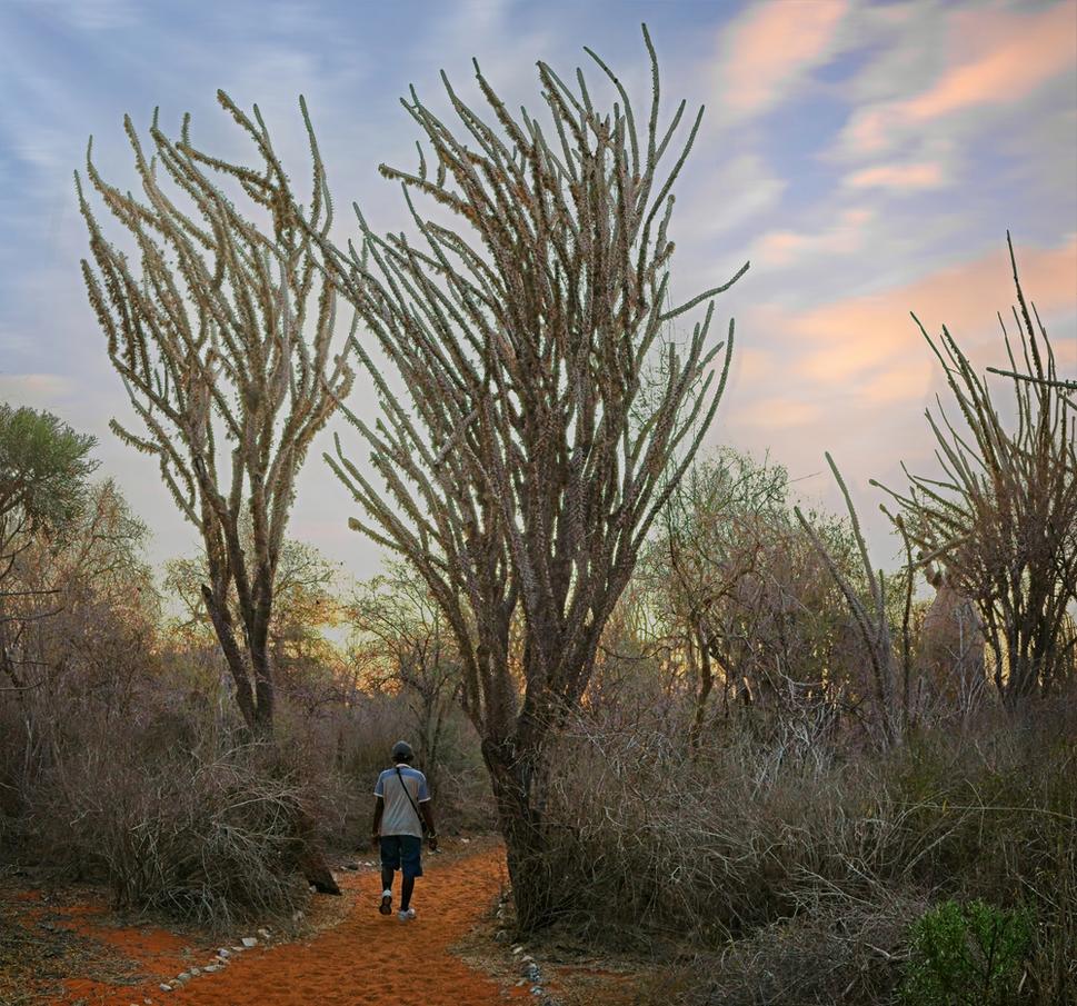 Didierea madagascariensis v prírodnej rezervácii Reniala.