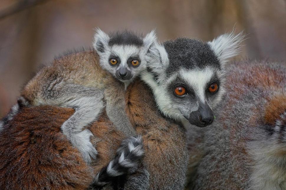 Lemur kata v národnom parku Isalo.