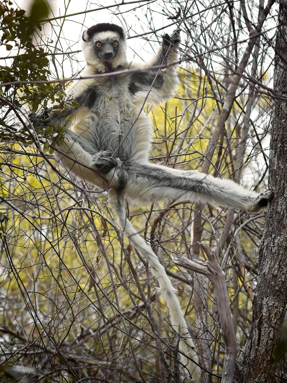 Ale aj vo vzduchu dokáže vykrútiť zaujímavé figúry.