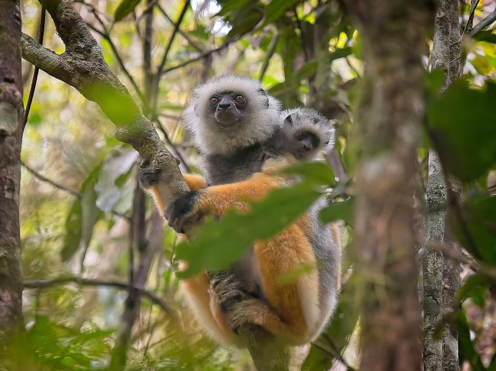 Sifaka veľky s niekoľkotýždňovým potomkom.