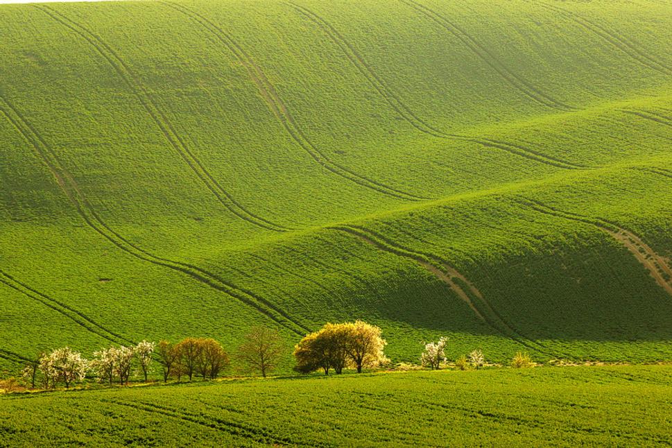 strážovické mirabelky