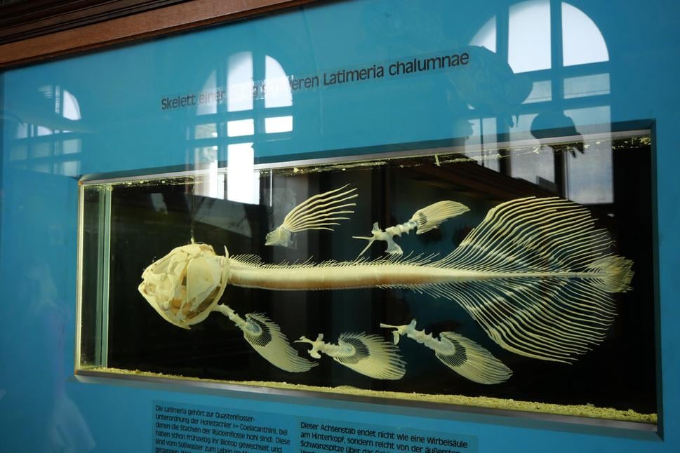 NHM Wien
