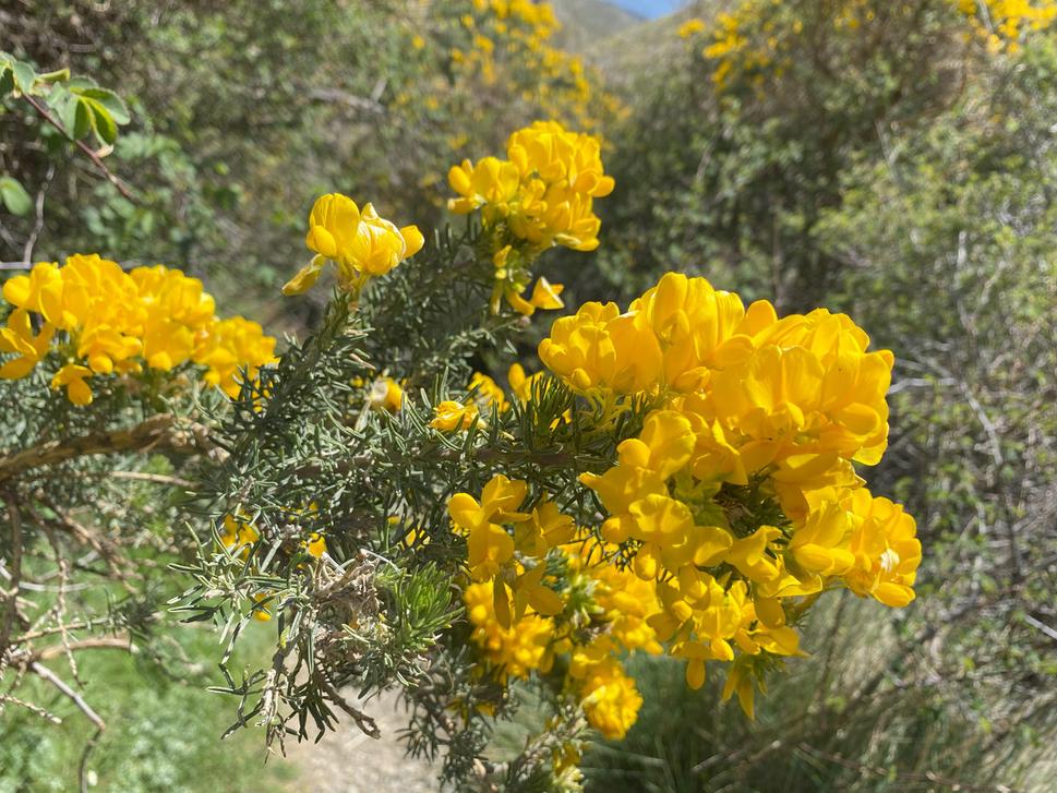 Zanoväť (Cytisus galianoi)