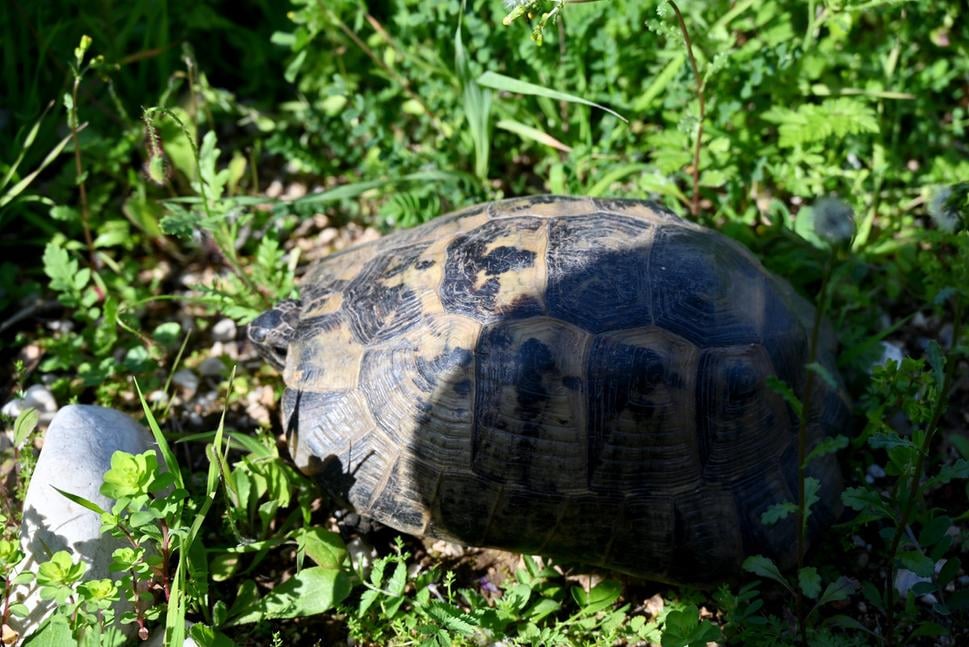 Niekoľkokrát sa nám do cesty priplietli korytnačky...