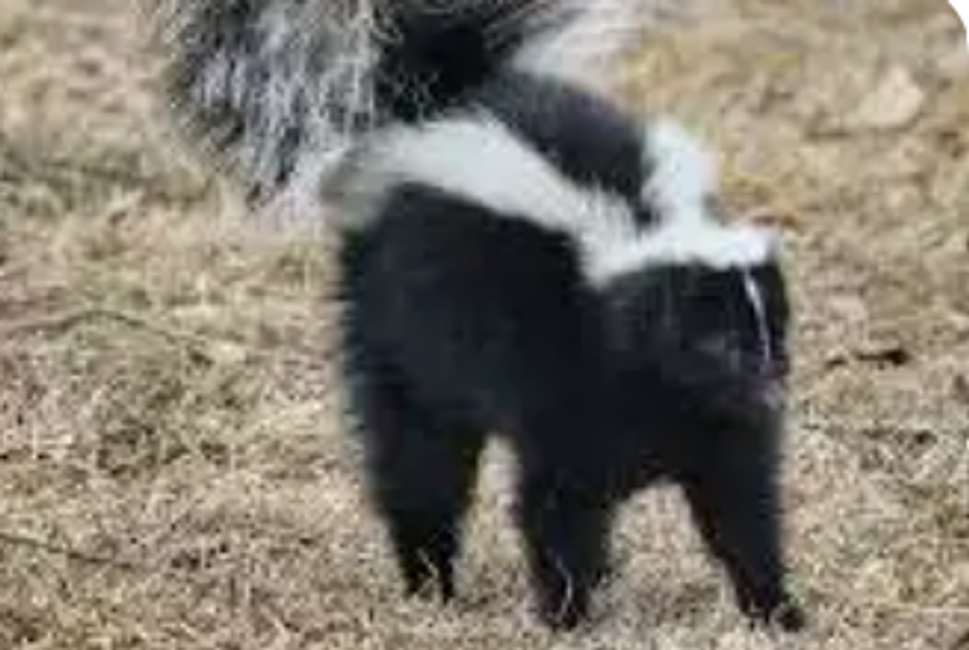 Skunk