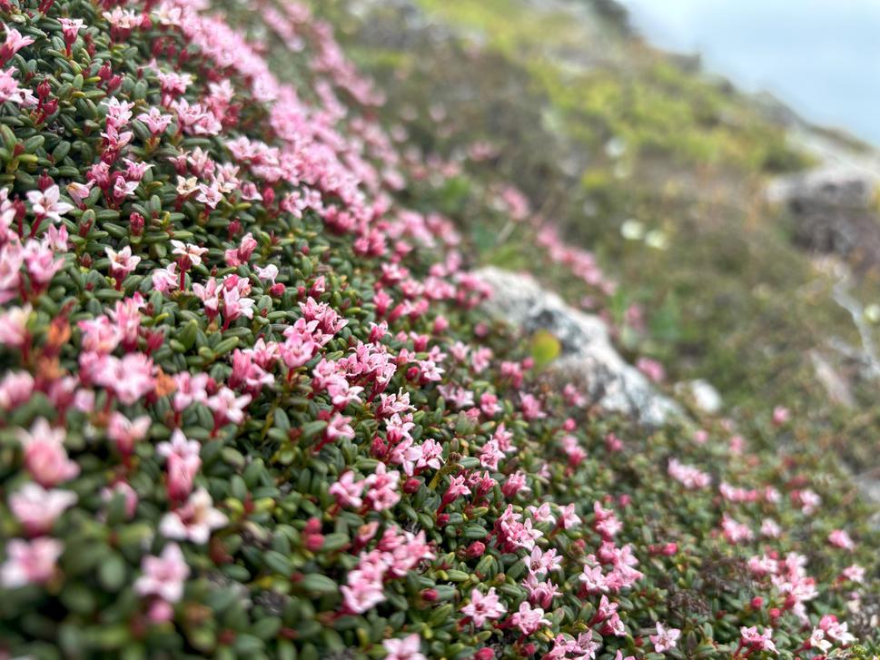 Skalnička plazivá (Kalmia procumbens).