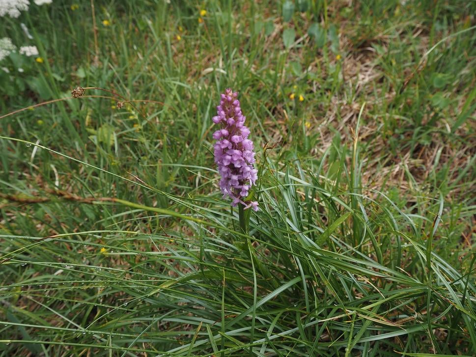 vstavač
