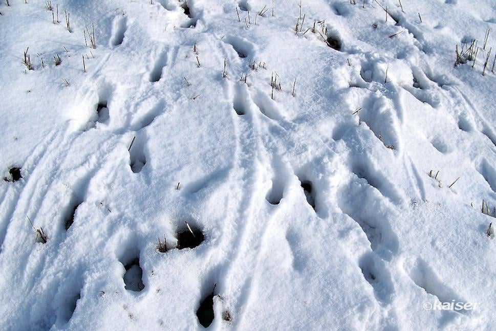 Zima prišla do hôr v roku 2007 už začiatkom novembra
