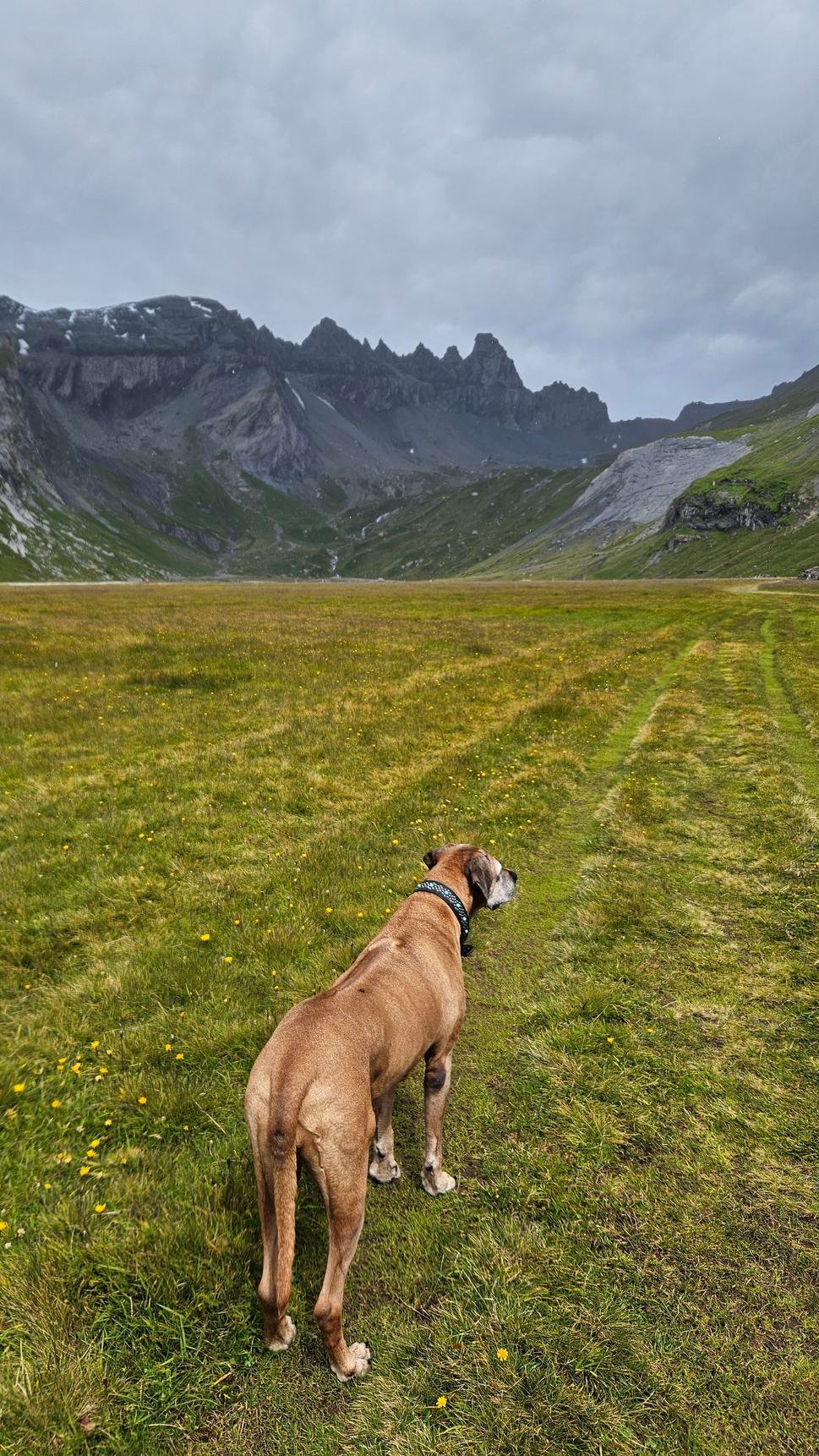 Flims, Segnes