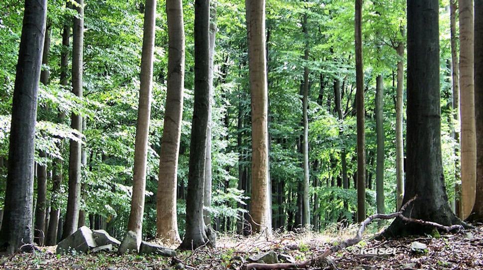 Keby nám tie staré duby, buky chceli povedať,
koľko mladých otcov, synov, bratov muselo tu život zanechať