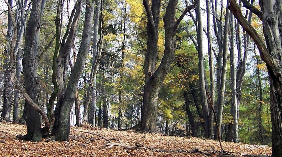 Turistické podujatie zo Zlatna na Veľký Tribeč viedlo cez horáreň Jedliny 
do Kostolian pod Tribečom