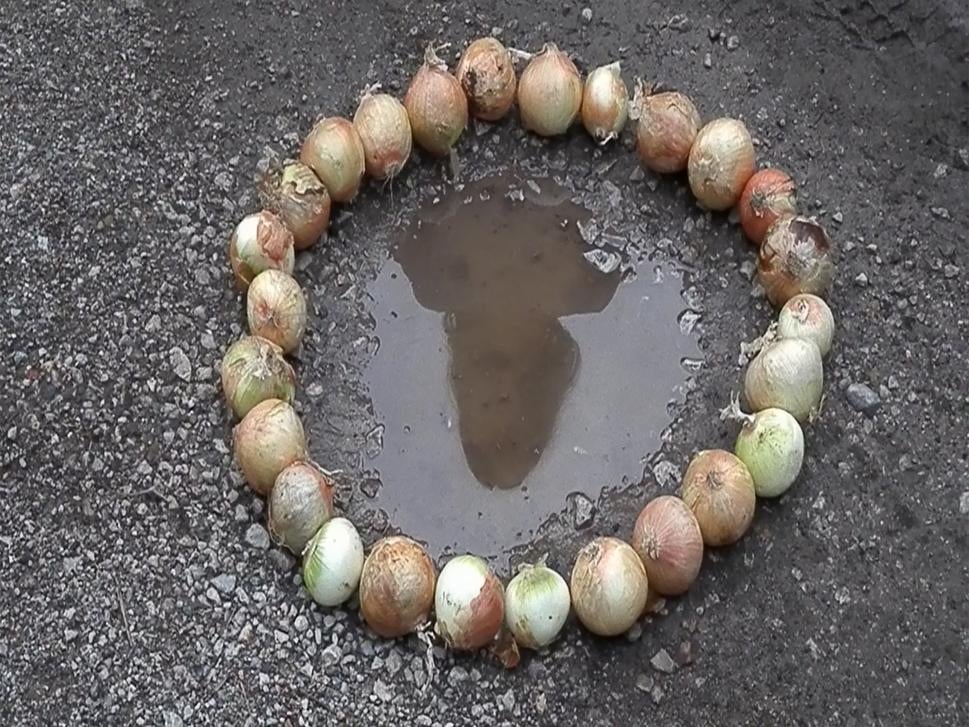 Letokruhy cibule, 2025
