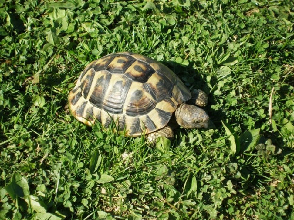 Obrázok blogu