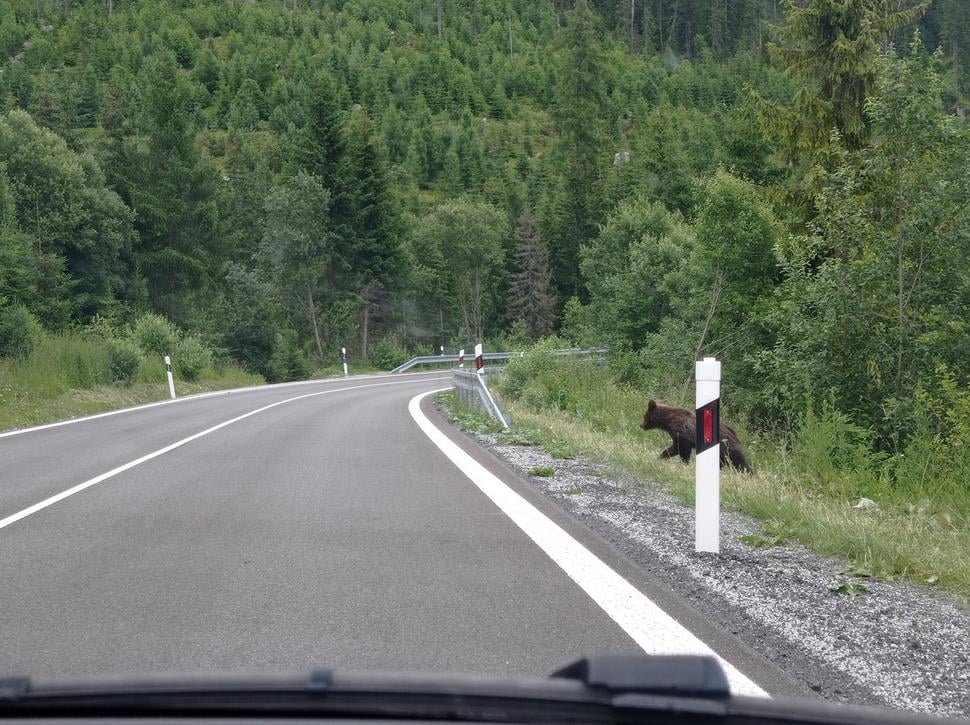 Cestou v aute sme ešte stretli macka, ktorý bol iba o niečo väčší ako pes.