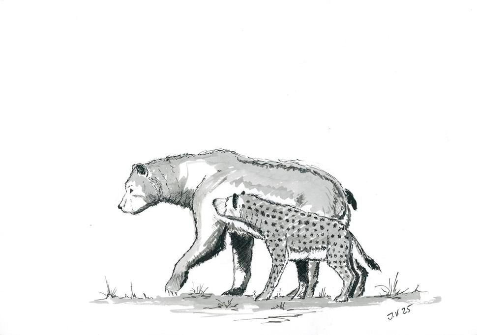 Agriotherium a Hyaena perrieri