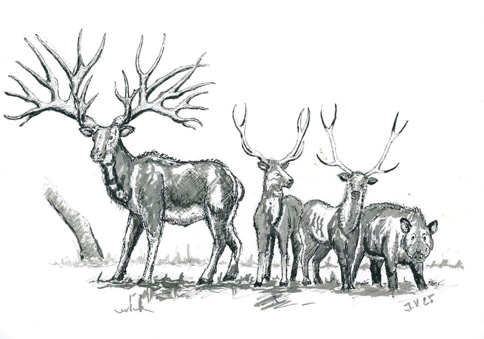 Eucladoceros, Croizetoceros a Metacervoceros, plus Sus strozzi. Práve hajzlík Eucladoceros je dôvodom, prečo mi ilustrácie tak dlho trvali.