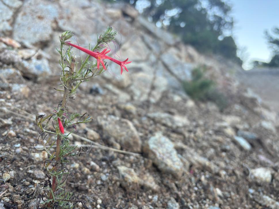 Ipomopsis aggregata.