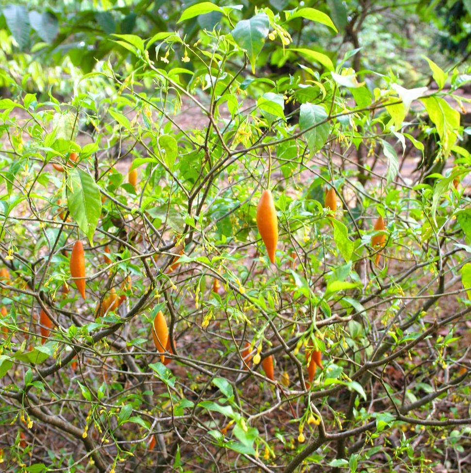 Tabernanthe iboga