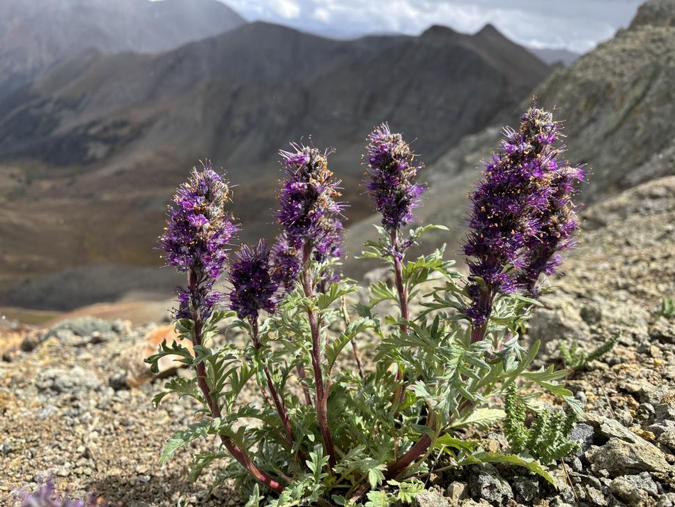 Phacelia sericea.