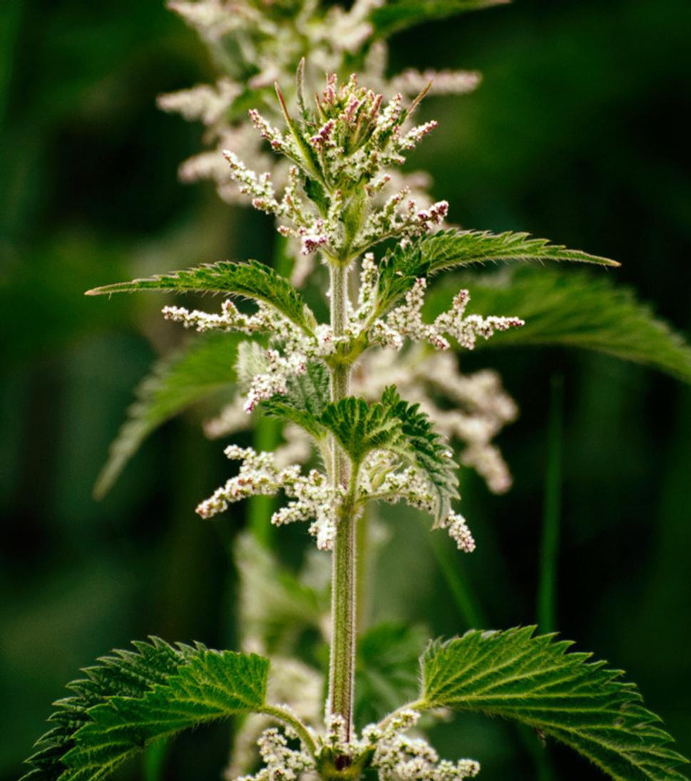 Pŕhľava dvojdomá (Urtica dioica) - samčie kvety
