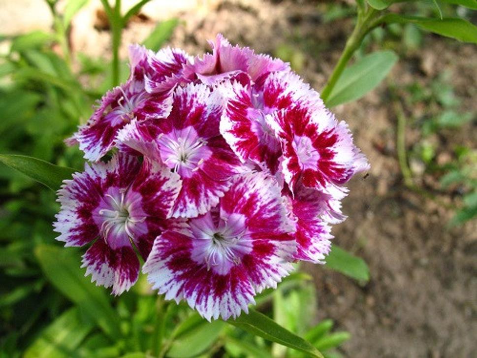 Obrázok blogu
