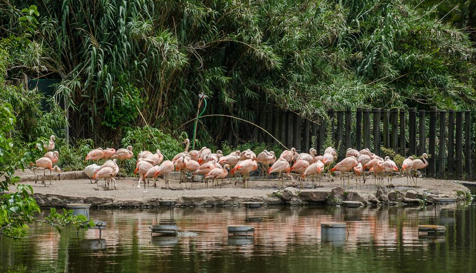 Ostatné zvieratká tu tak ako v zoologickej záhrade ostávajú v zajatí.