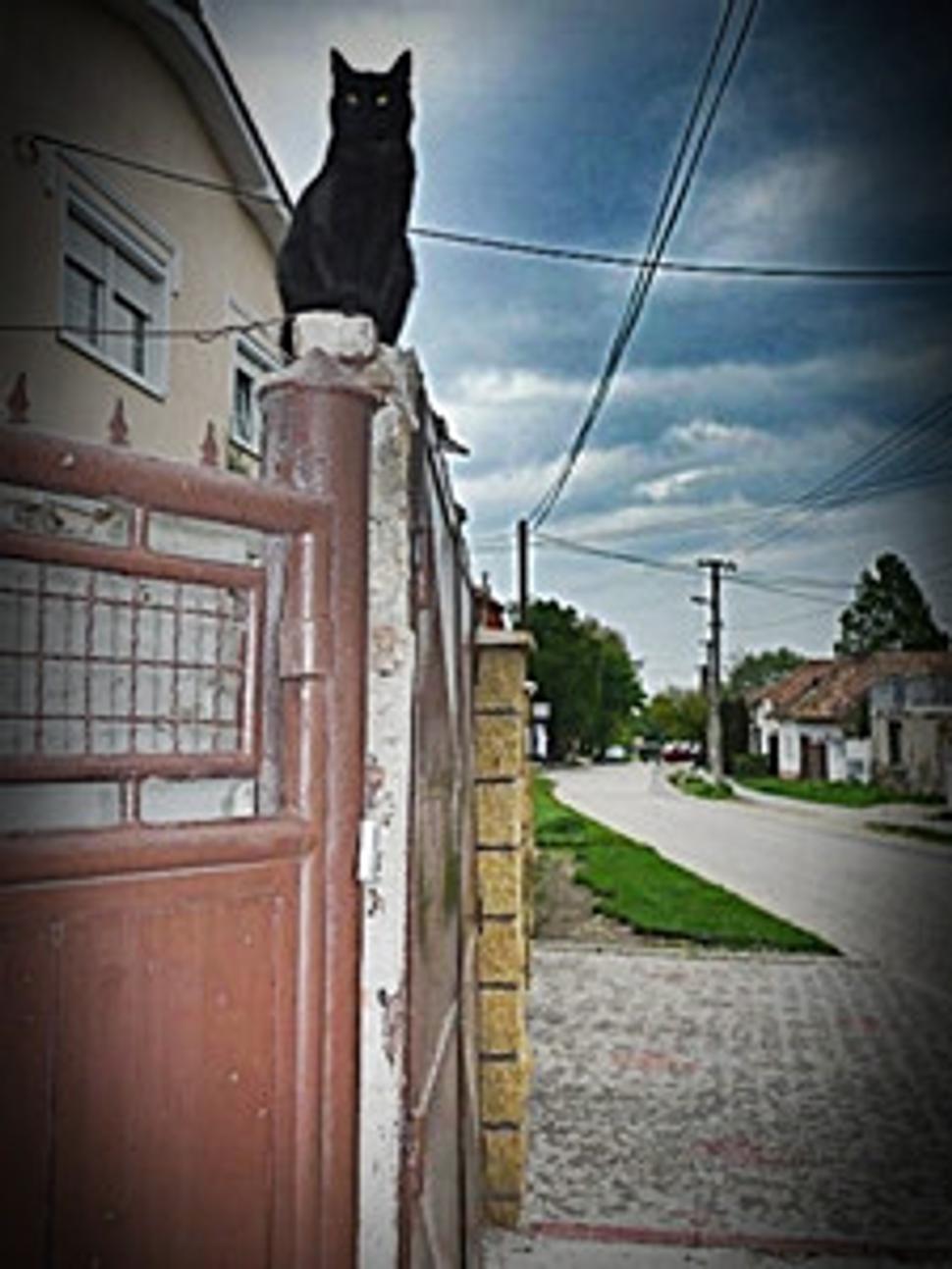 Obrázok blogu