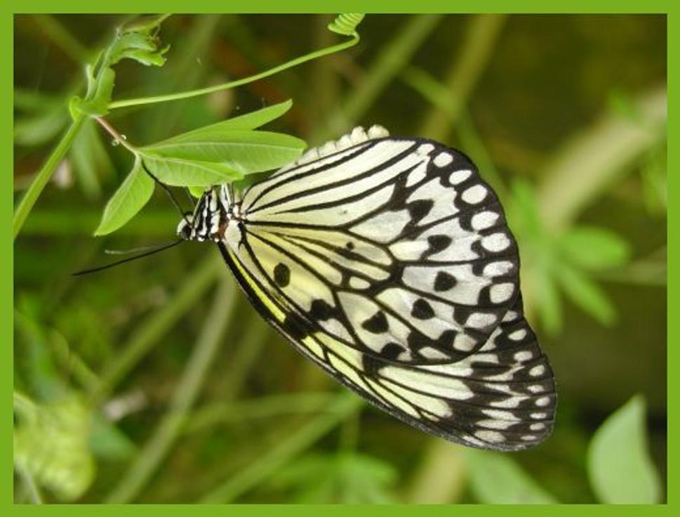 motyl