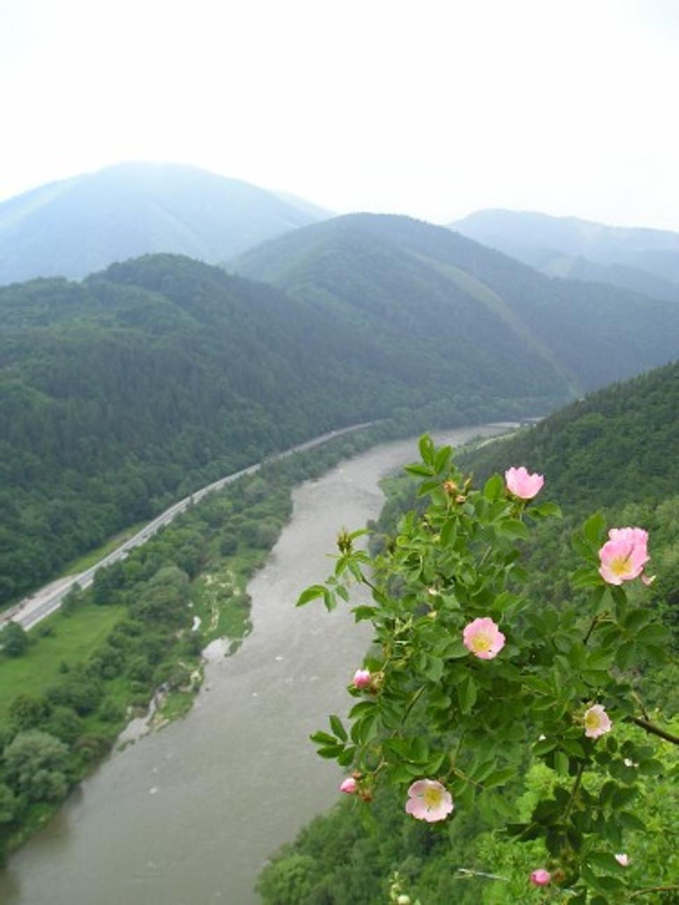 vyhlad_kvet
