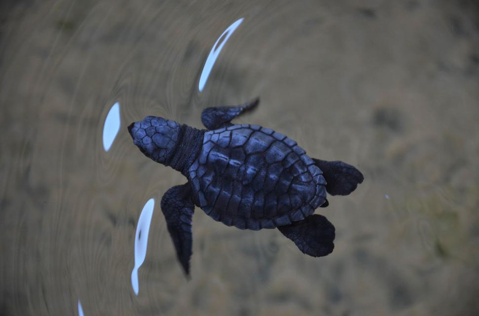 Malá korytnačka olive ridley v liahni