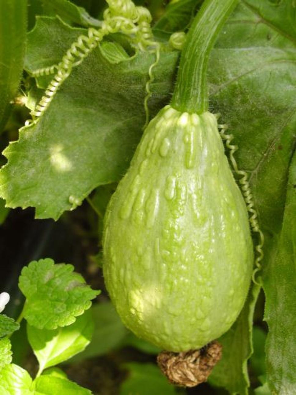 okrasna tekvica